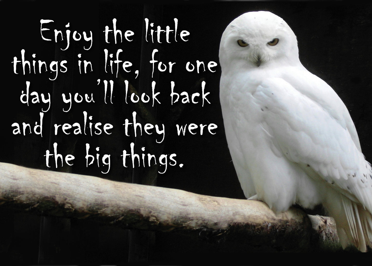 NZF103 ENJOY LITTLE THING OWL