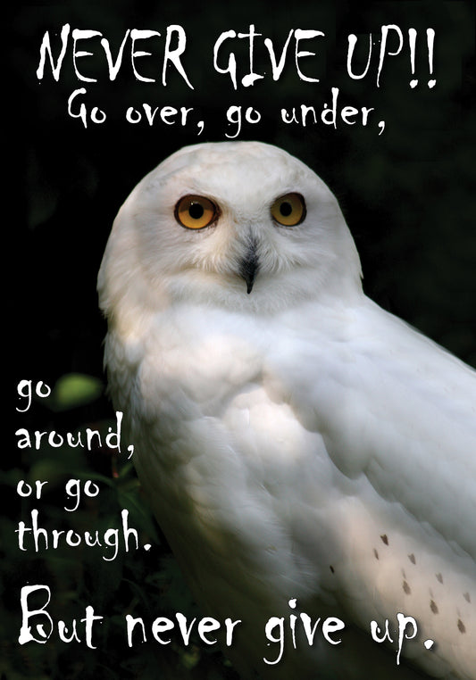 NZF102 NEVER GIVE UP OWL